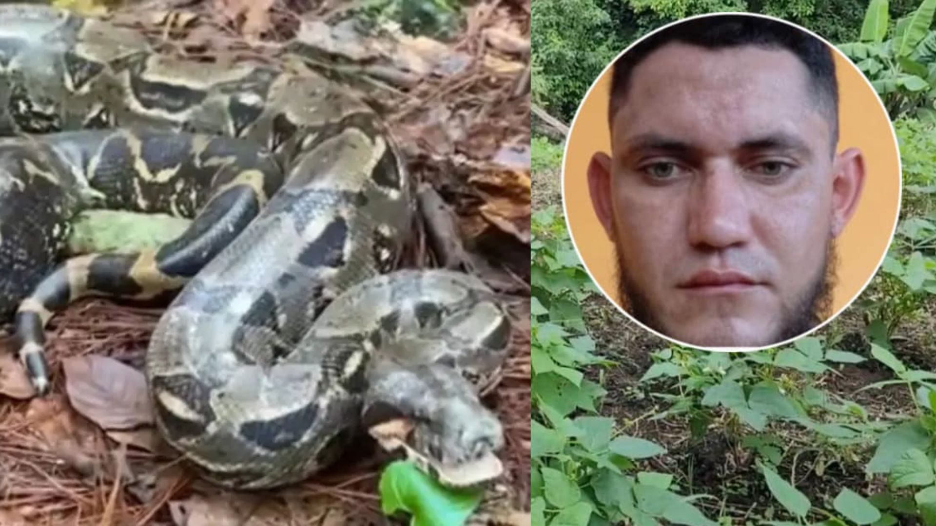 Hondureño muere tras ser mordido por una enorme serpiente en una finca