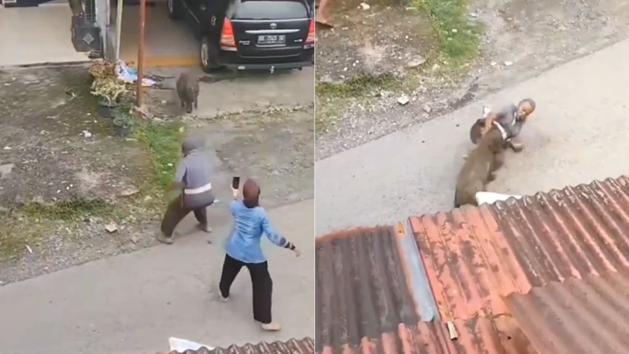 Captan momento en que furioso jabalí casi mata a hombre en brutal ataque