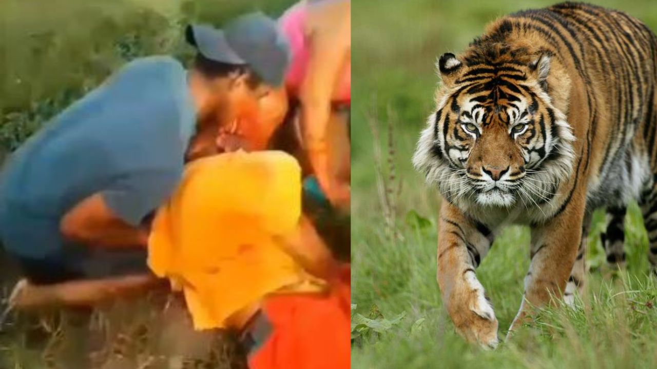 Menor que laboraba en el campo muere tras ataque de tigre en zona montañosa de Colón