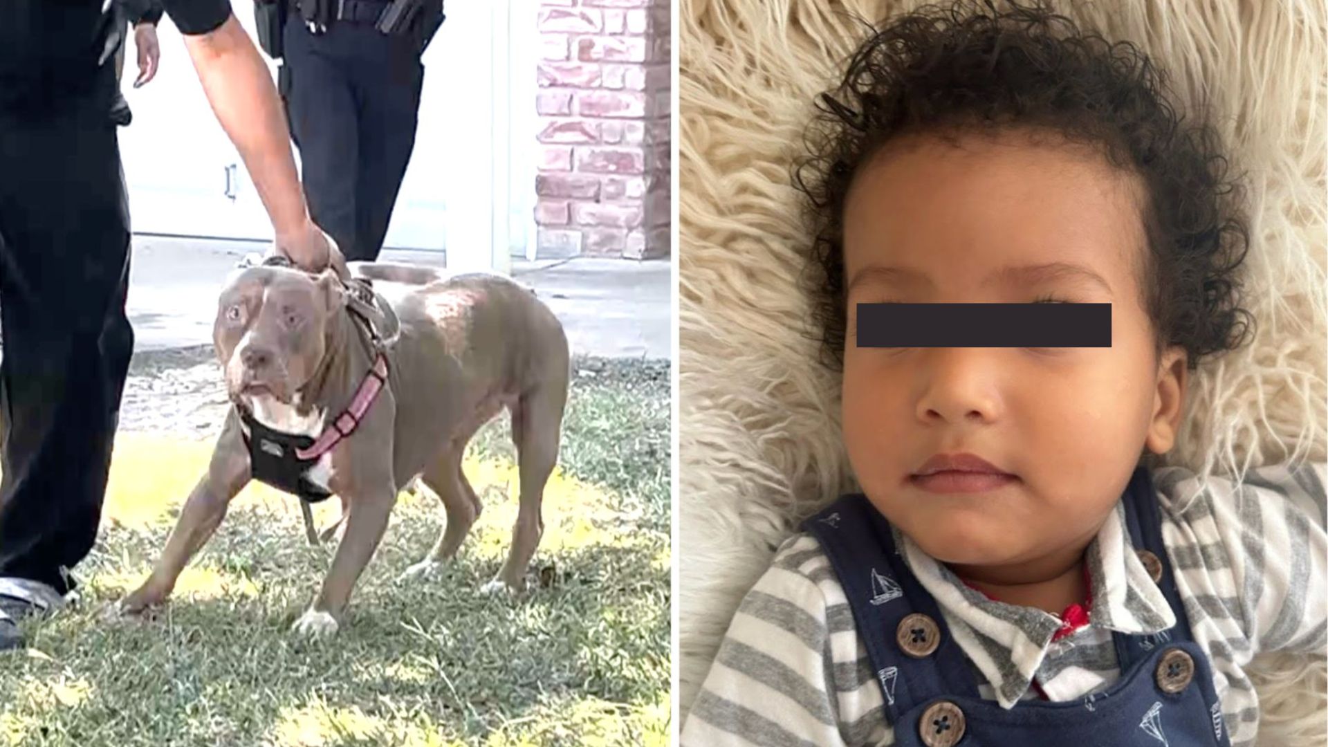 Bebé de 1 año que estaba al cuidado de su niñera muere atacado por dos perros pitbull