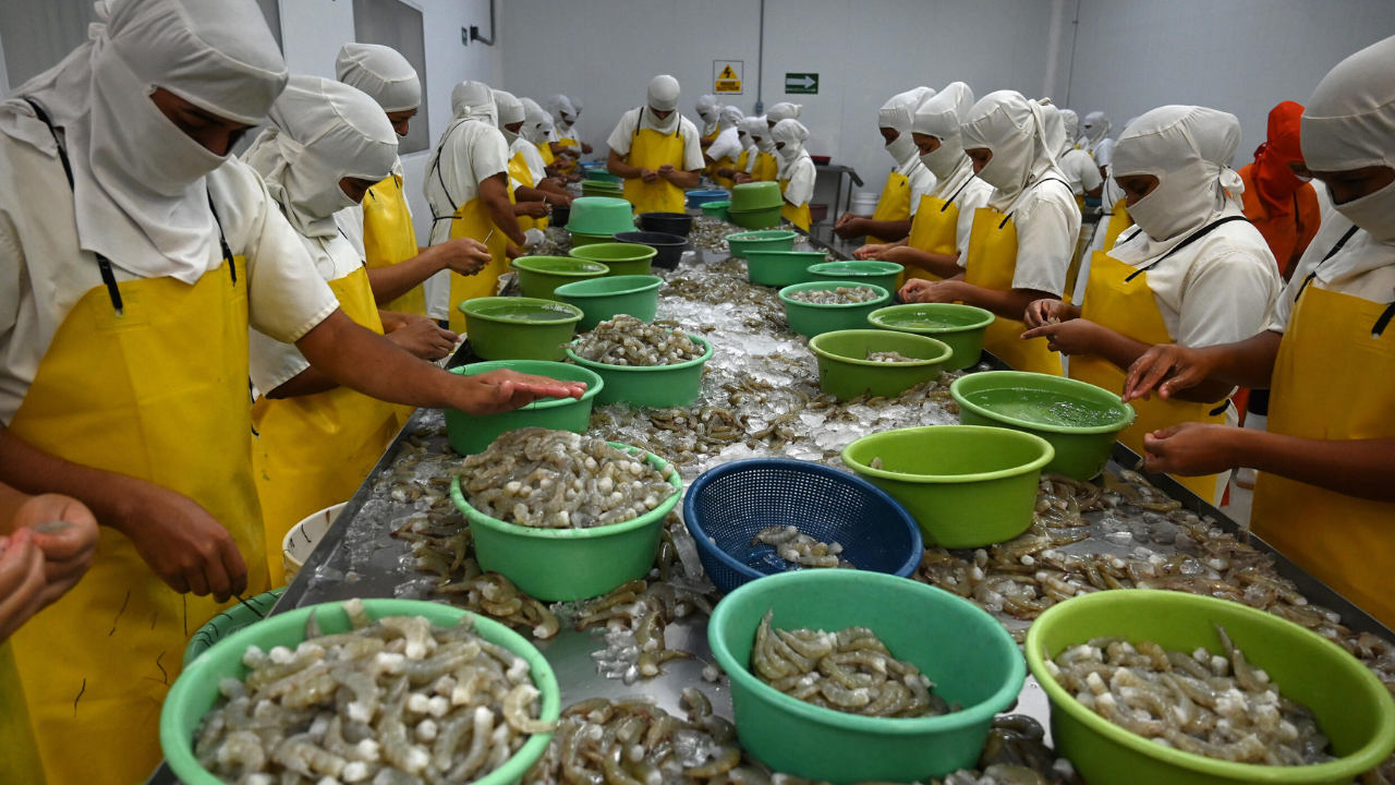 Pequeños productores de camarón de la zona sur a punto de cerrar operaciones