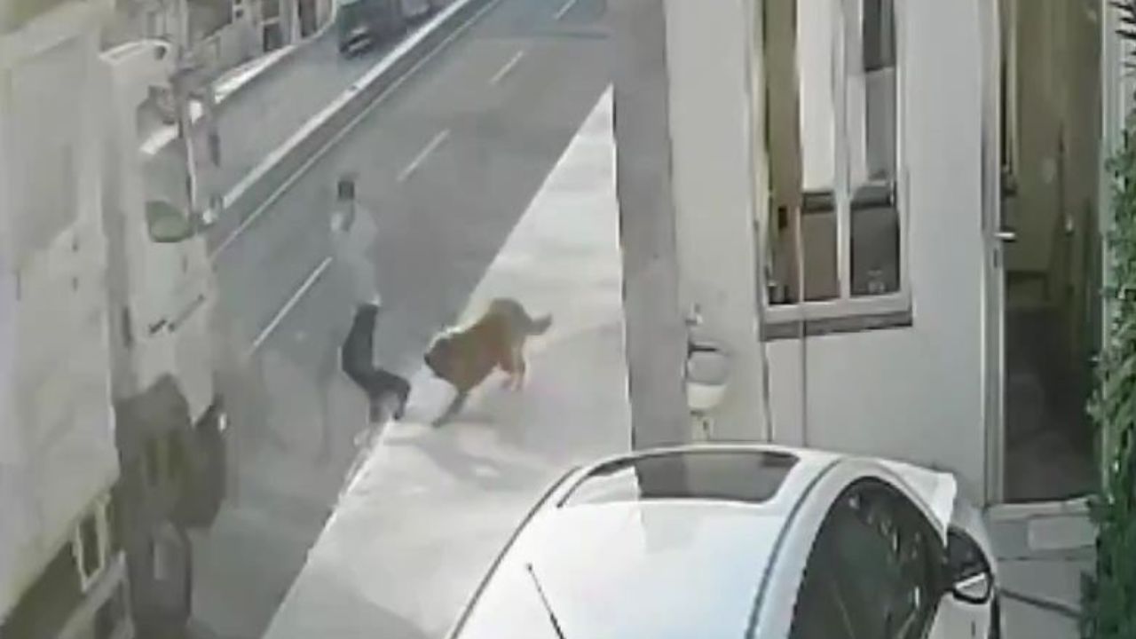 Video captura momento en que hombre que esquiva a un perro es impactado por camión