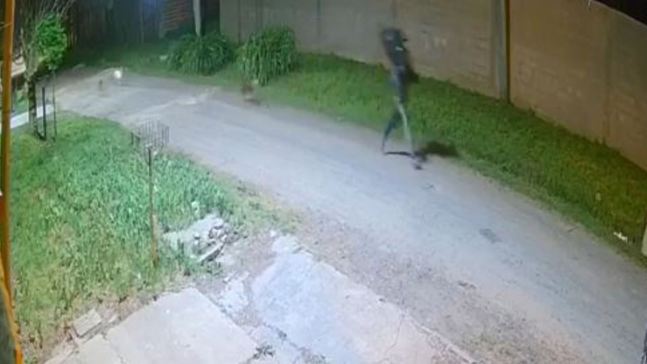 Cámara capta a perros perseguir  a hombre que robó televisor a anciano que le dio alojamiento