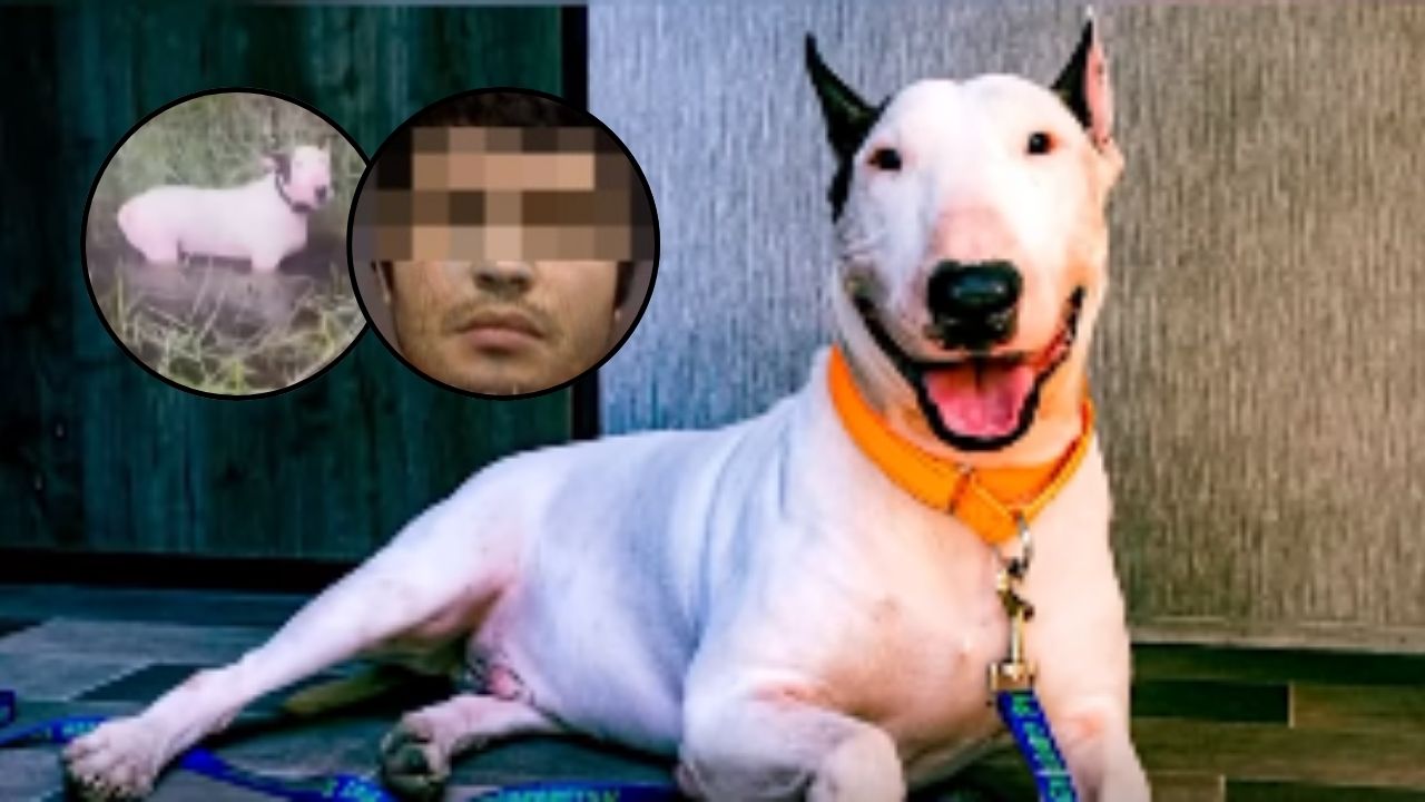Capturan a hombre que abandonó a su perro ante llegada de huracán Milton