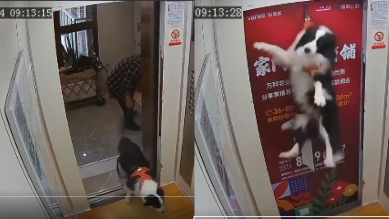 Perro escapa de morir ahorcado al soltarse de su correa en un ascensor