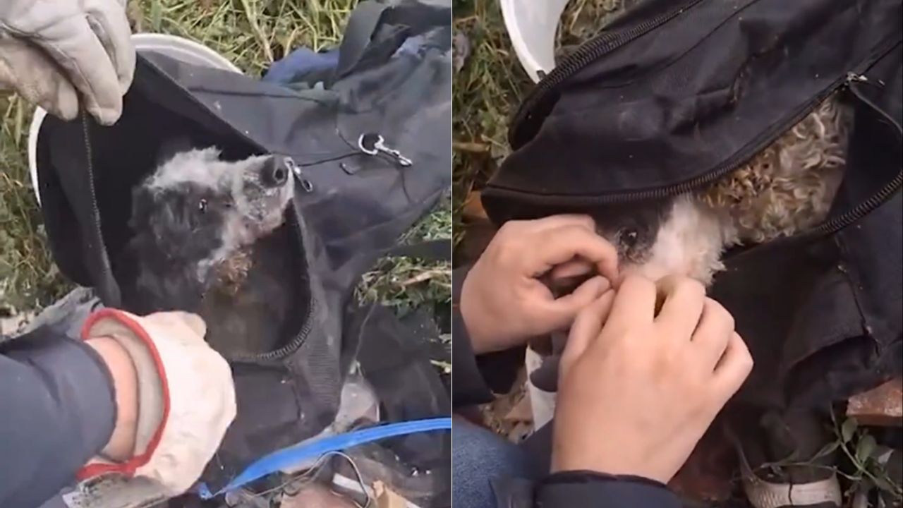 Encuentran a perro atado dentro de maleta para ser aplastado por camión de basura