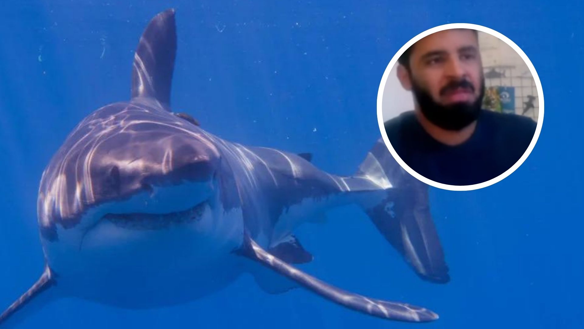 Biólogo hondureño alerta sobre los momentos del día con mayor riesgo de encuentros con tiburones en el mar
