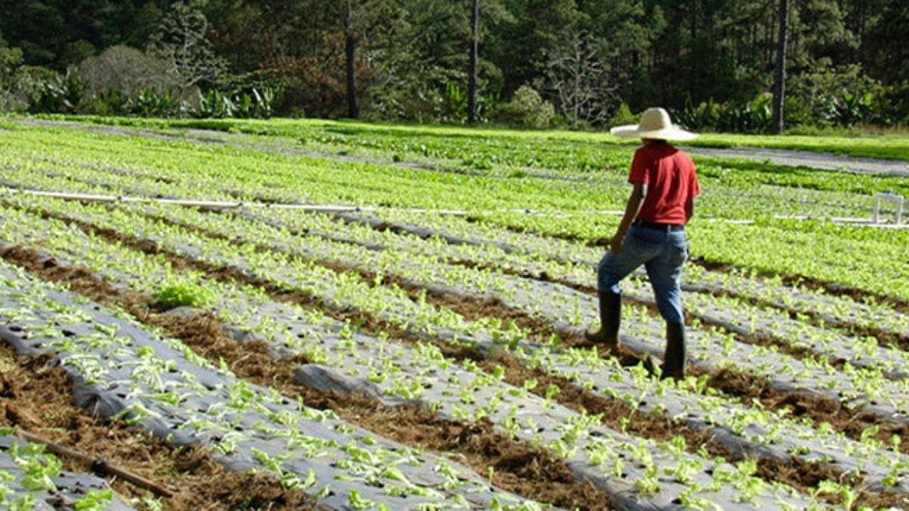 Editorial HRN: Agricultura sin políticas públicas