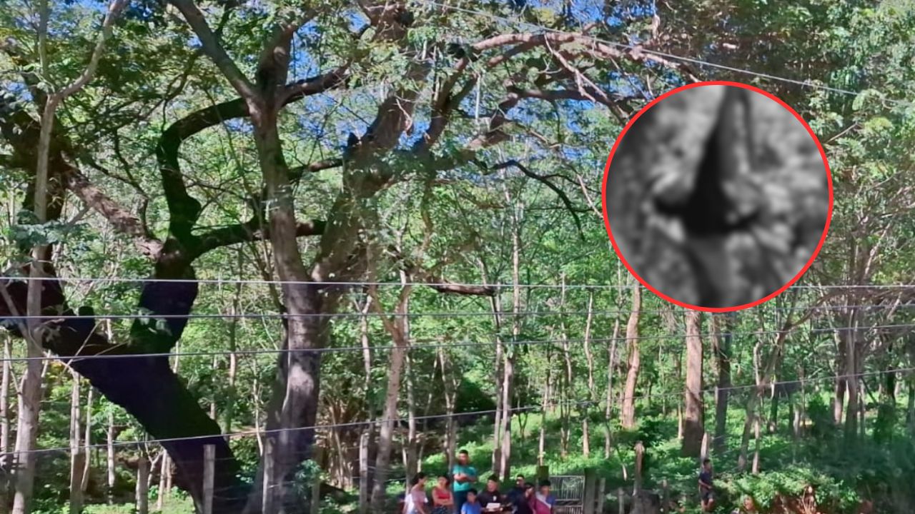 'Trabajador y servicial': así era hombre que murió electrocutado cuando podaba árboles en Choluteca