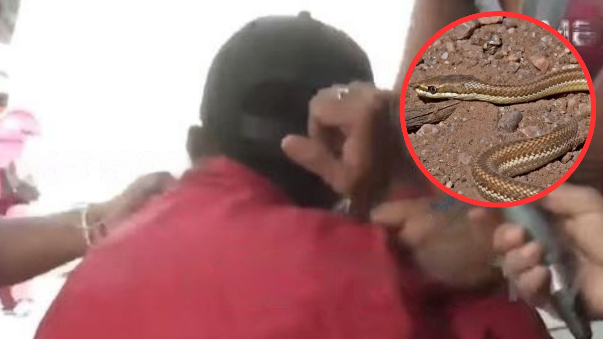 Hondureño mordido por una serpiente prefiere el dolor antes que ir a un hospital: video