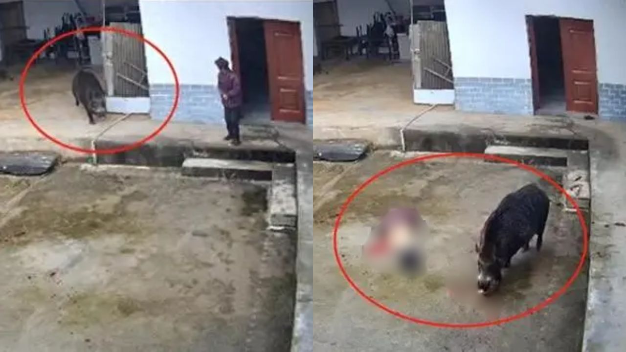 VIDEO: anciana muere tras ser atacada por jabalí en la entrada de su casa