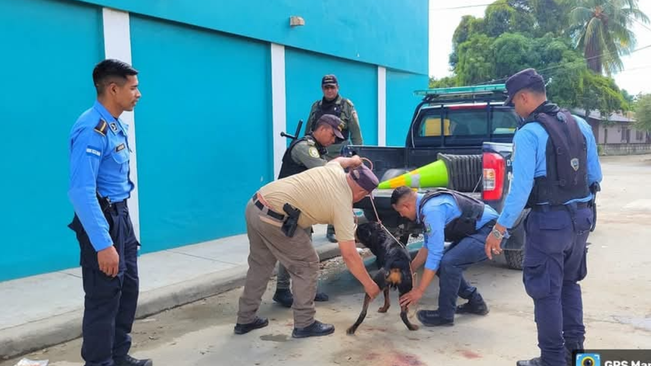 Madre e hija son atacadas por un perro Rottweiler en San Pedro Sula