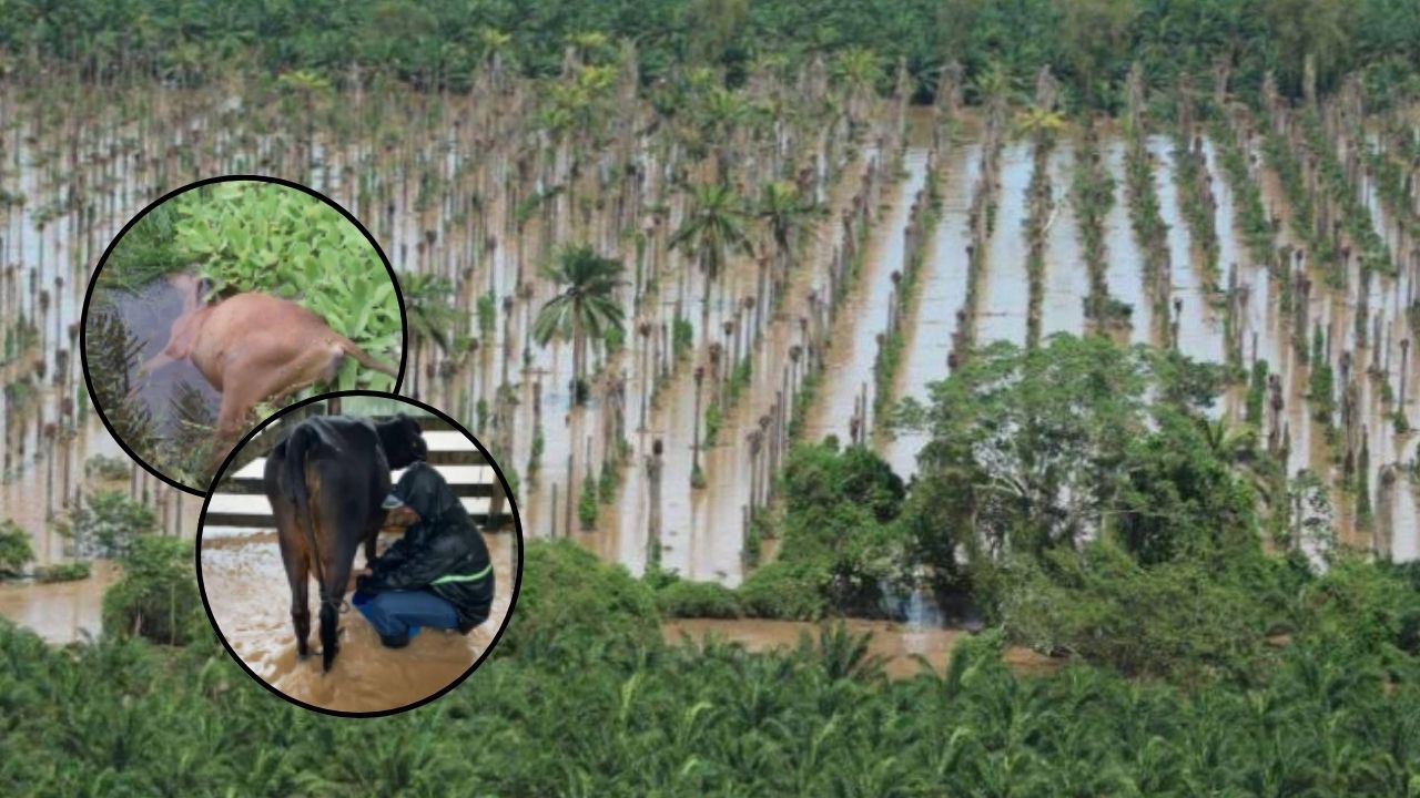 Pérdidas millonarias tras paso de las lluvias en Honduras, reportan ganaderos