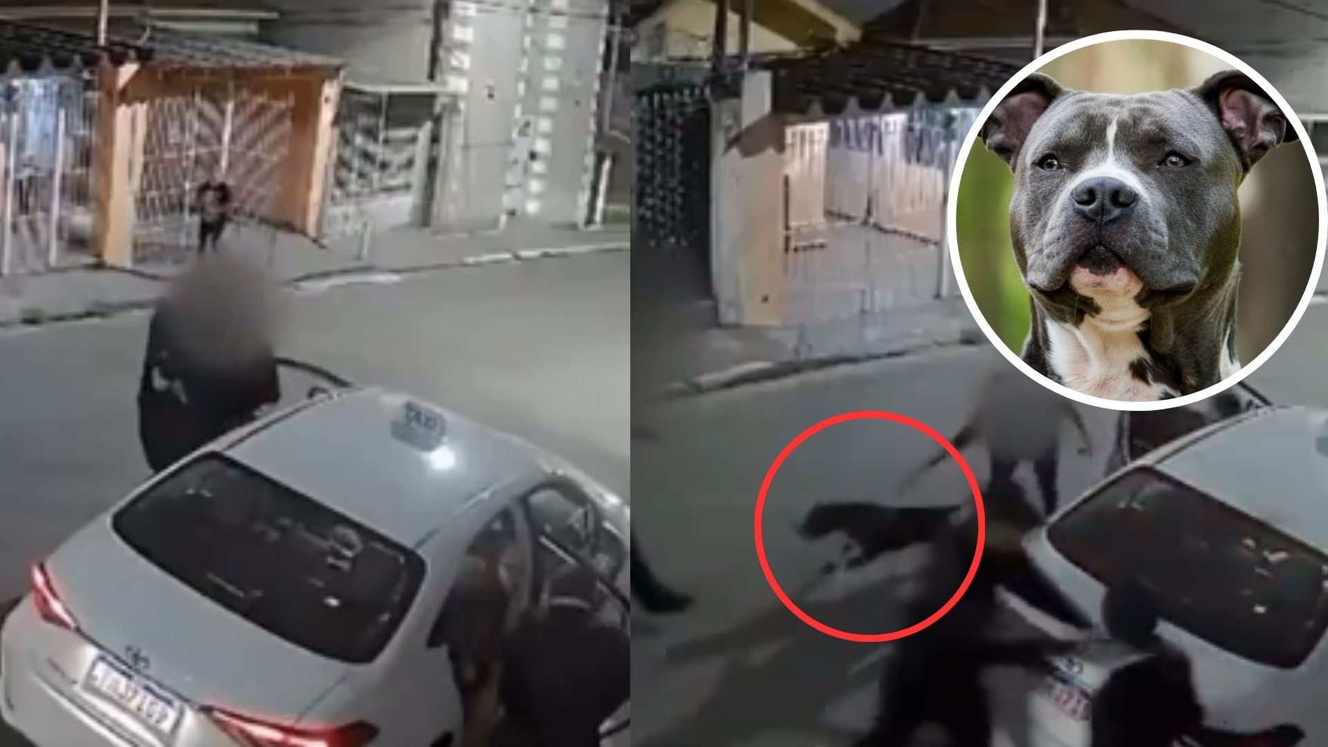 Cámara capta cómo mujer libera a su pitbull y frustra robo a una familia