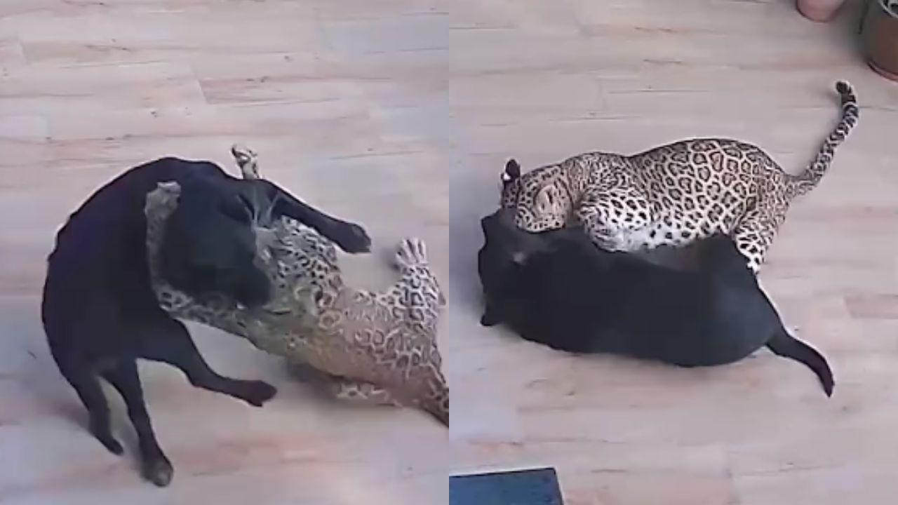 Perro se salva de morir tras ataque de un leopardo en un hotel