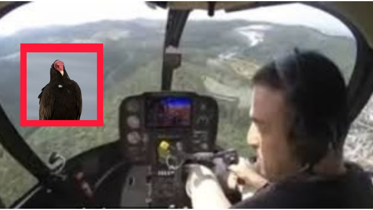 Piloto evita accidente tras impactar un buitre contra su helicóptero en pleno vuelo