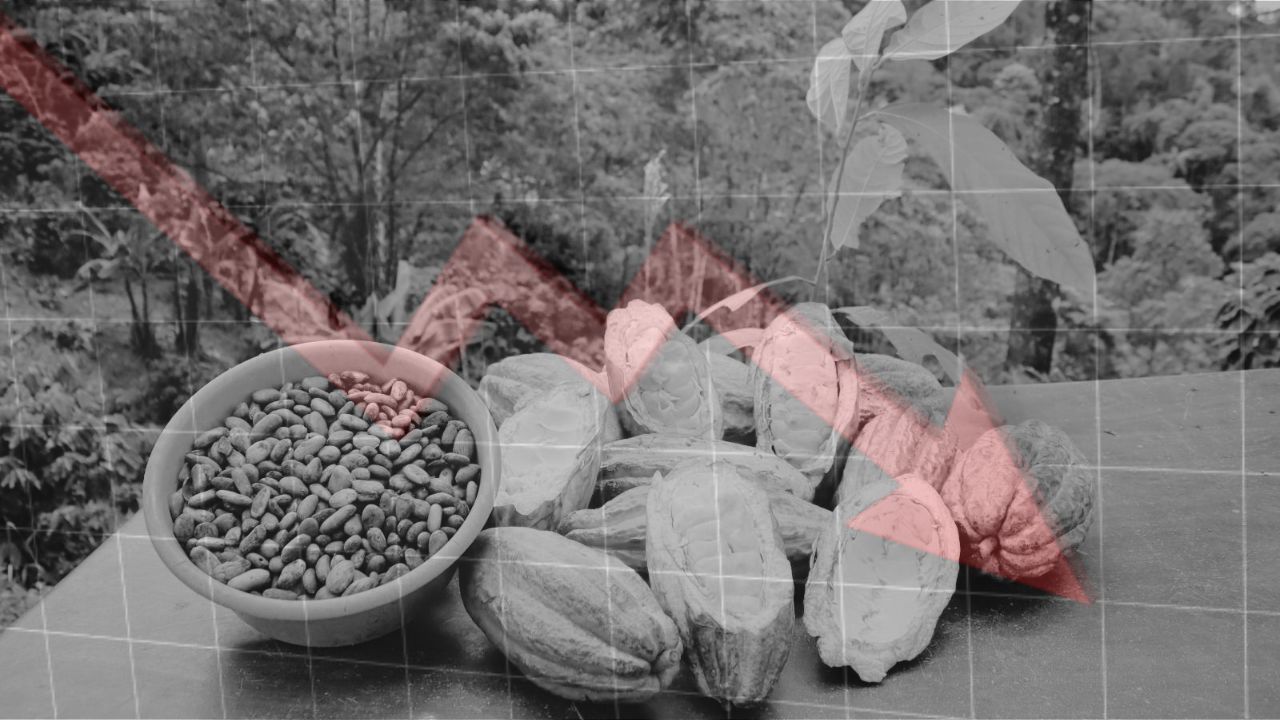 Producción de cacao reporta afectaciones derivadas de reciente situación climática