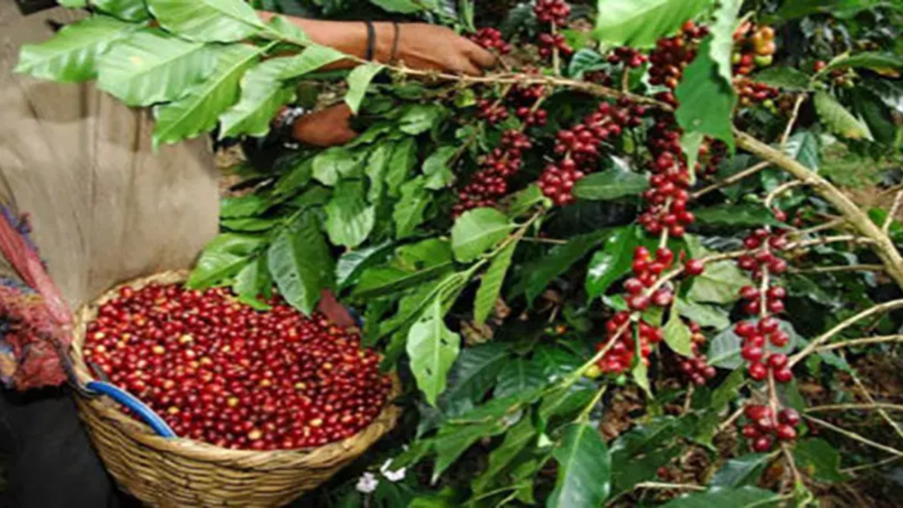 Productores de Copán y Lempira reciben 125,000 plantas de café