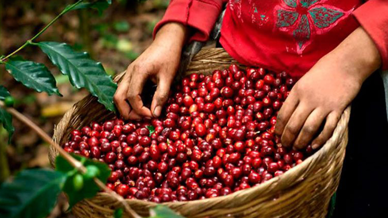 Proyectan divisas de 1,400 millones de dólares por cosecha de café en Honduras