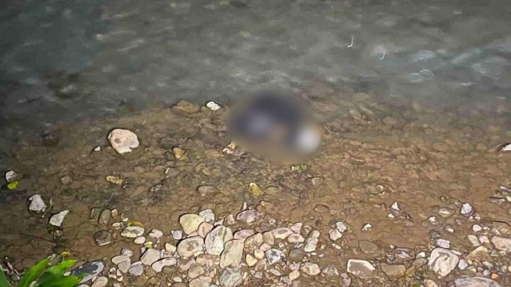 Lugar donde fue hallado el brazo de la menor con una parte blureada