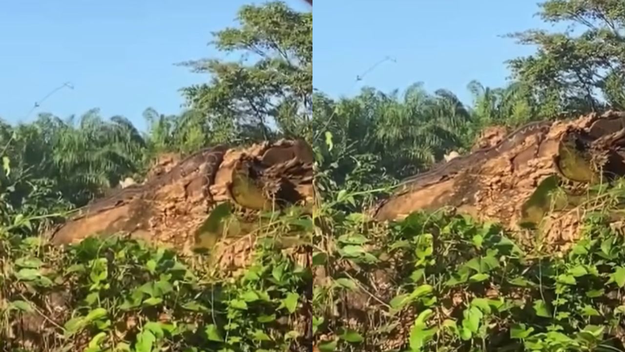 VIDEO: encuentran enorme boa arrastrándose en comunidad de Guapinol