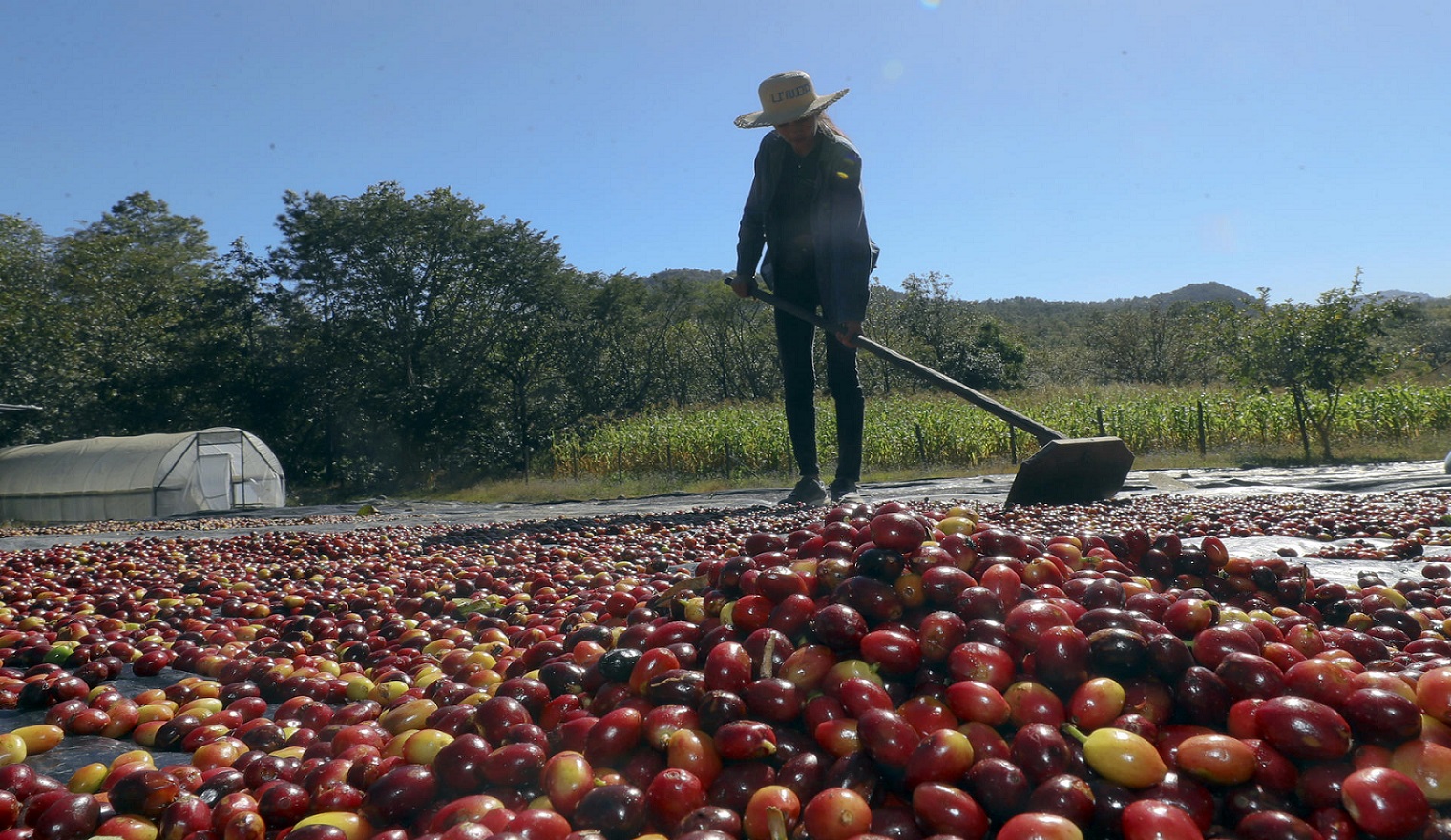Honduras exportará 10.000 toneladas de café a China en 2025