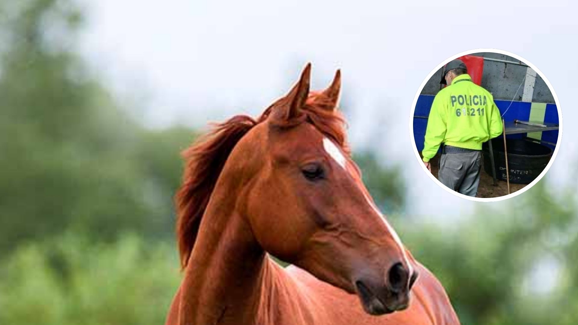 Desarticulan red que vendía carne de caballo y asno a colegios y cárceles en Colombia