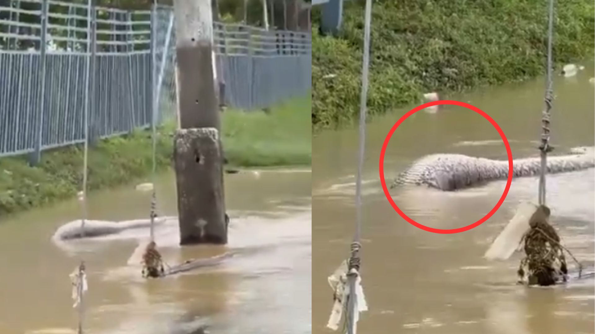 VIDEO: Hallan una anaconda deslizándose entre aguas acumuladas por inundaciones