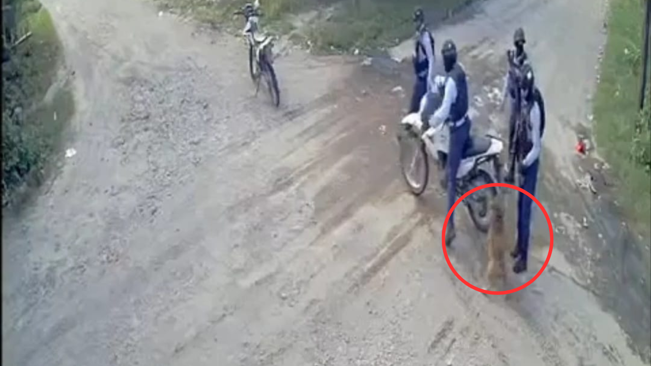 Esta es la pena que podría enfrentar el policía que le disparó a un perro en Choluteca
