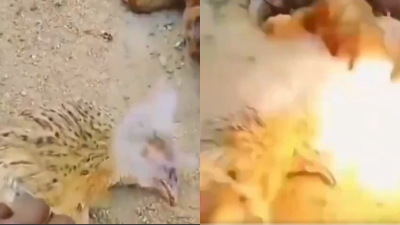 Vídeo: Gallinas expulsan fuego de sus picos como si fueran dragones, ¿dónde pasó?