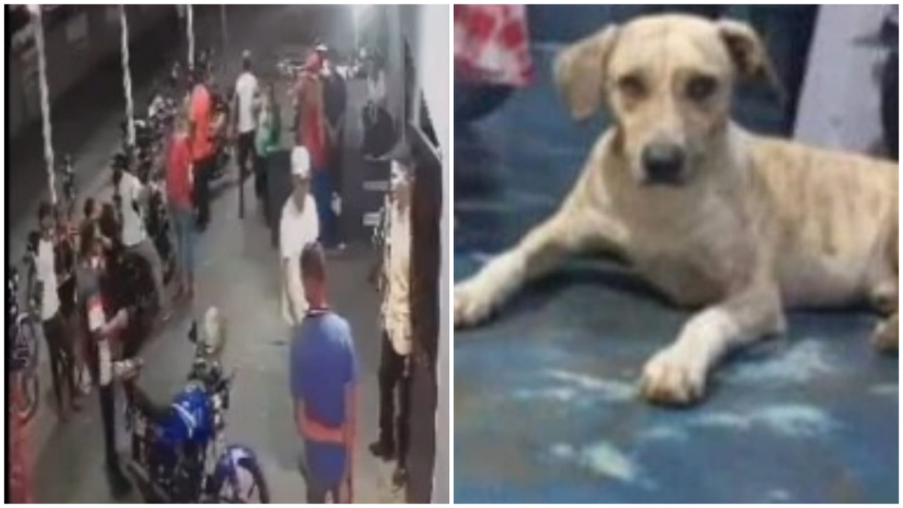 Graban a hombre apuñalando a un perro fuera de una licorería