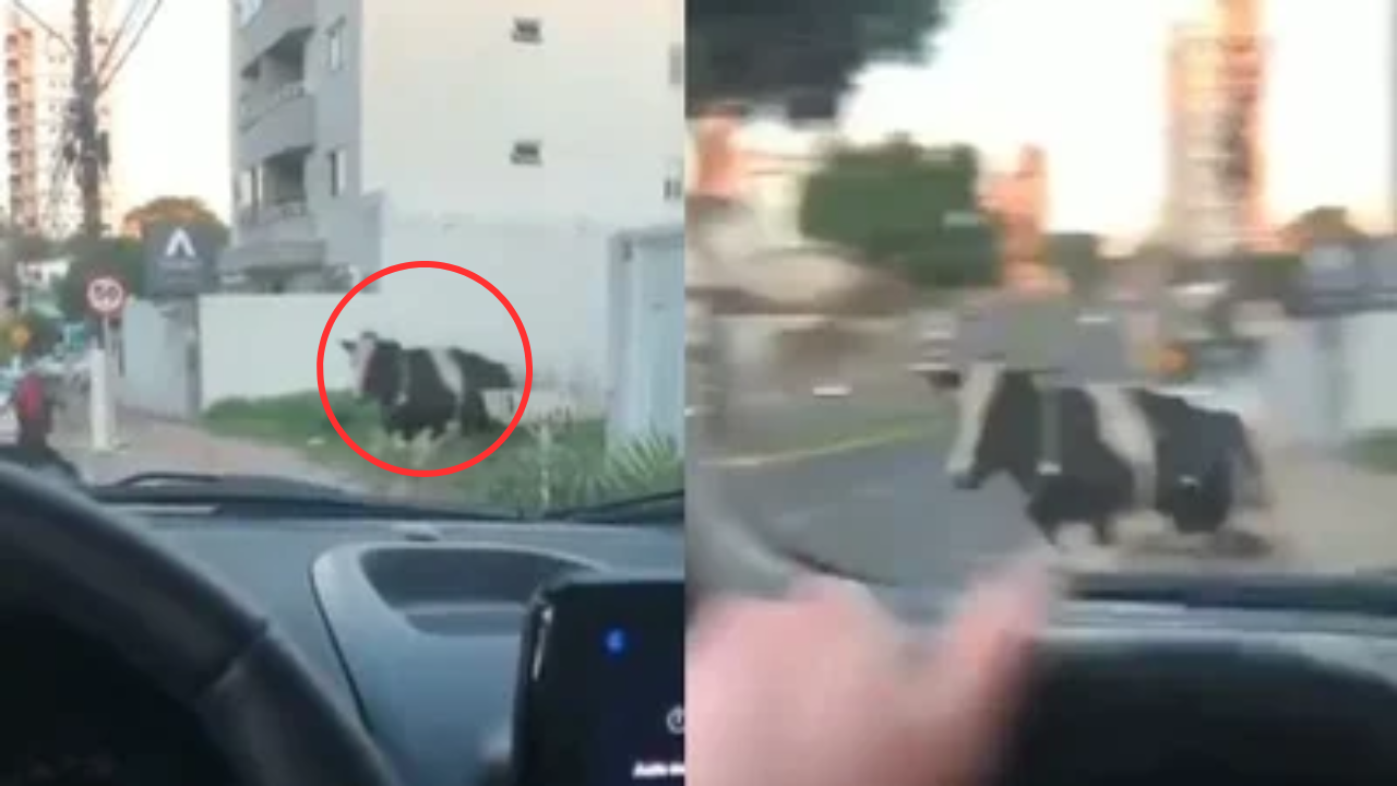 Motociclista es embestido por una vaca ¿Dónde ocurrió?