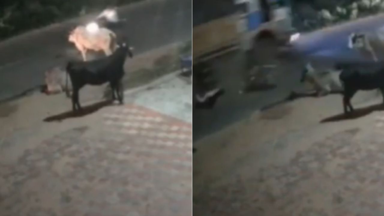 VIDEO: motociclista es arrollado por rastra tras intentar evitar unas vacas