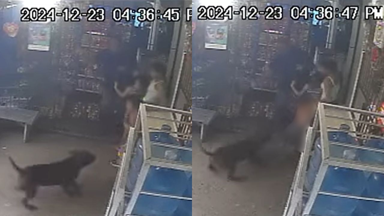 VIDEO: pitbull ataca a dos niños dentro de pulpería en Tela