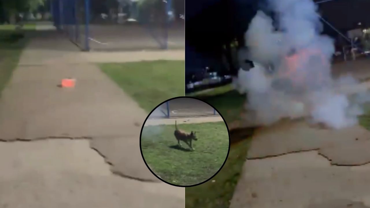 Perro muere luego de que lo alcanzó un mortero; ocurrió en este lugar