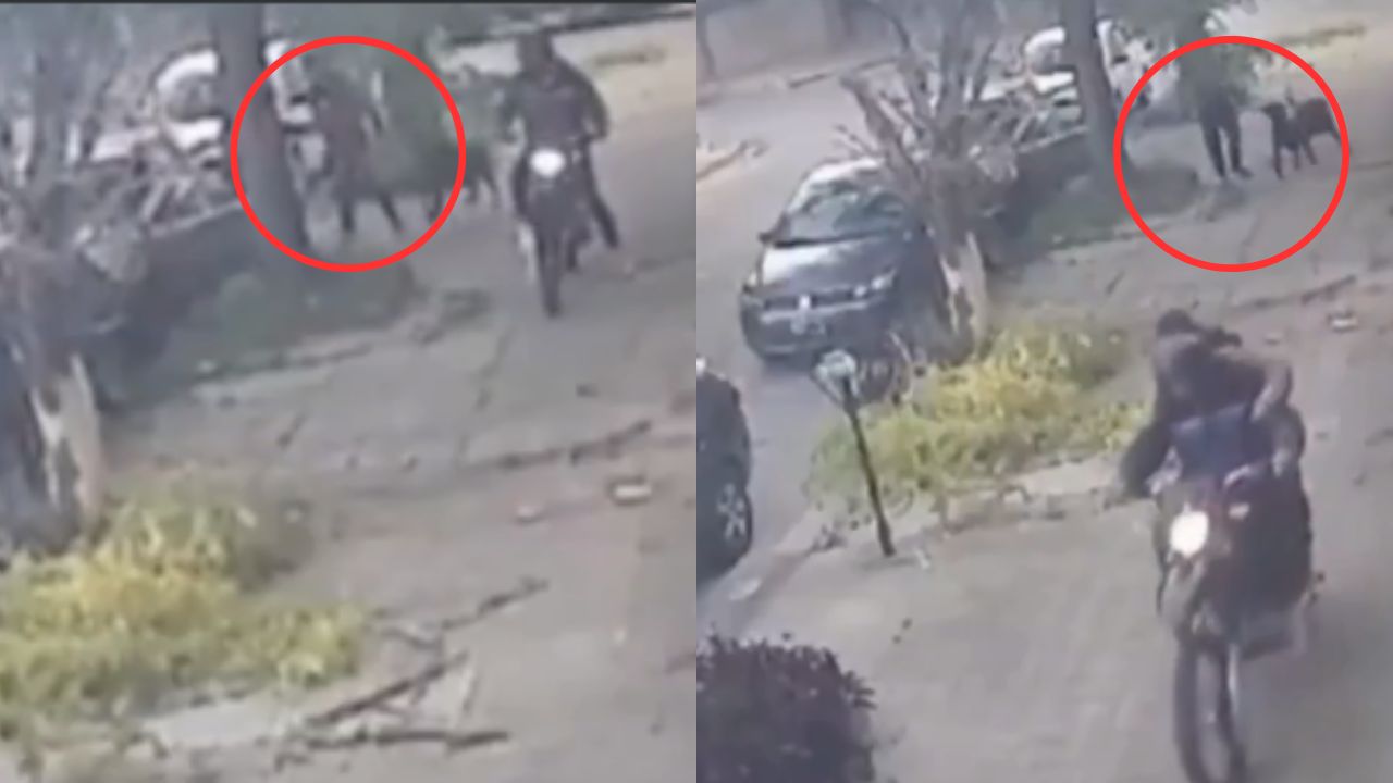 Vídeo: Perros salvan a su amo de un asalto del que era víctima