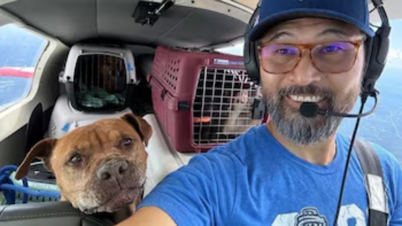 Piloto muere en accidente aéreo mientras trasladaban animales rescatados