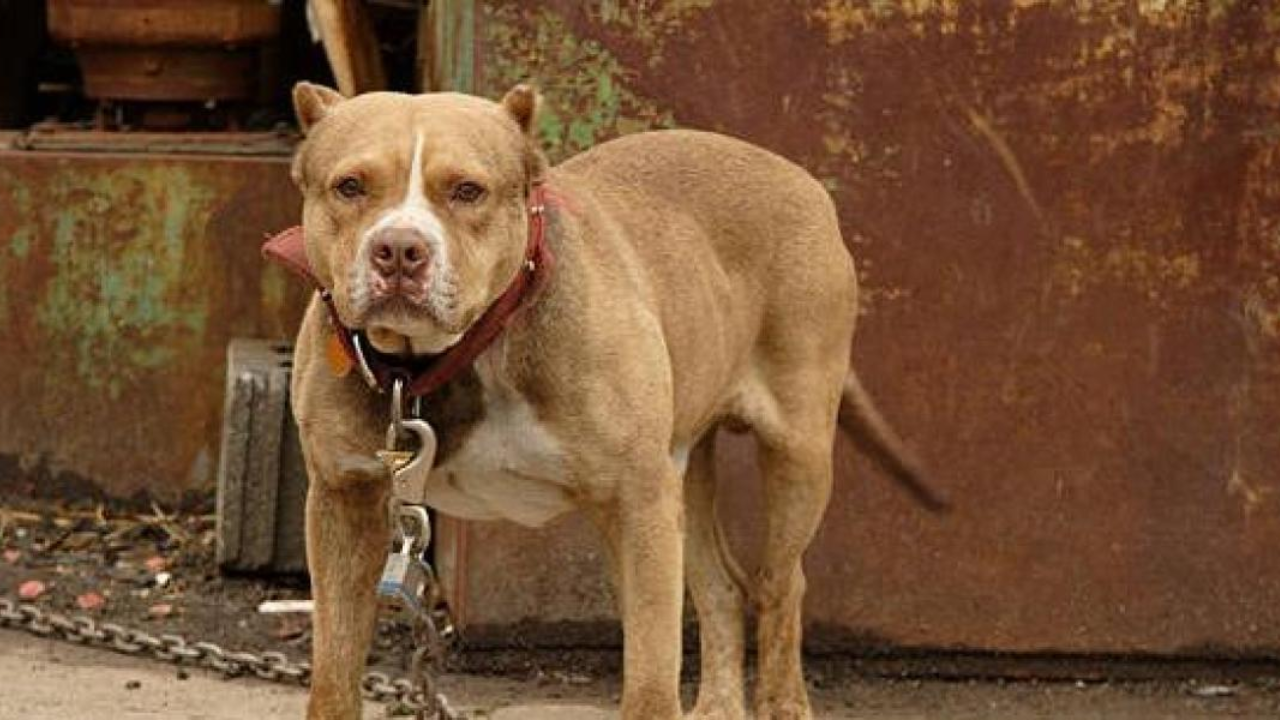 Pitbull mata a mujer de 80 años y su esposo fallece al enterarse