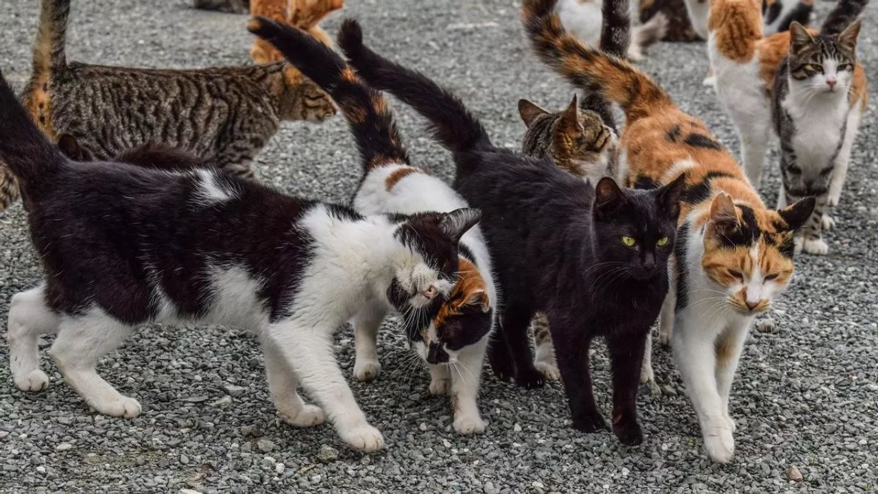 Capturan a mujer por quemar gatos vivos, ¿dónde ocurrió?