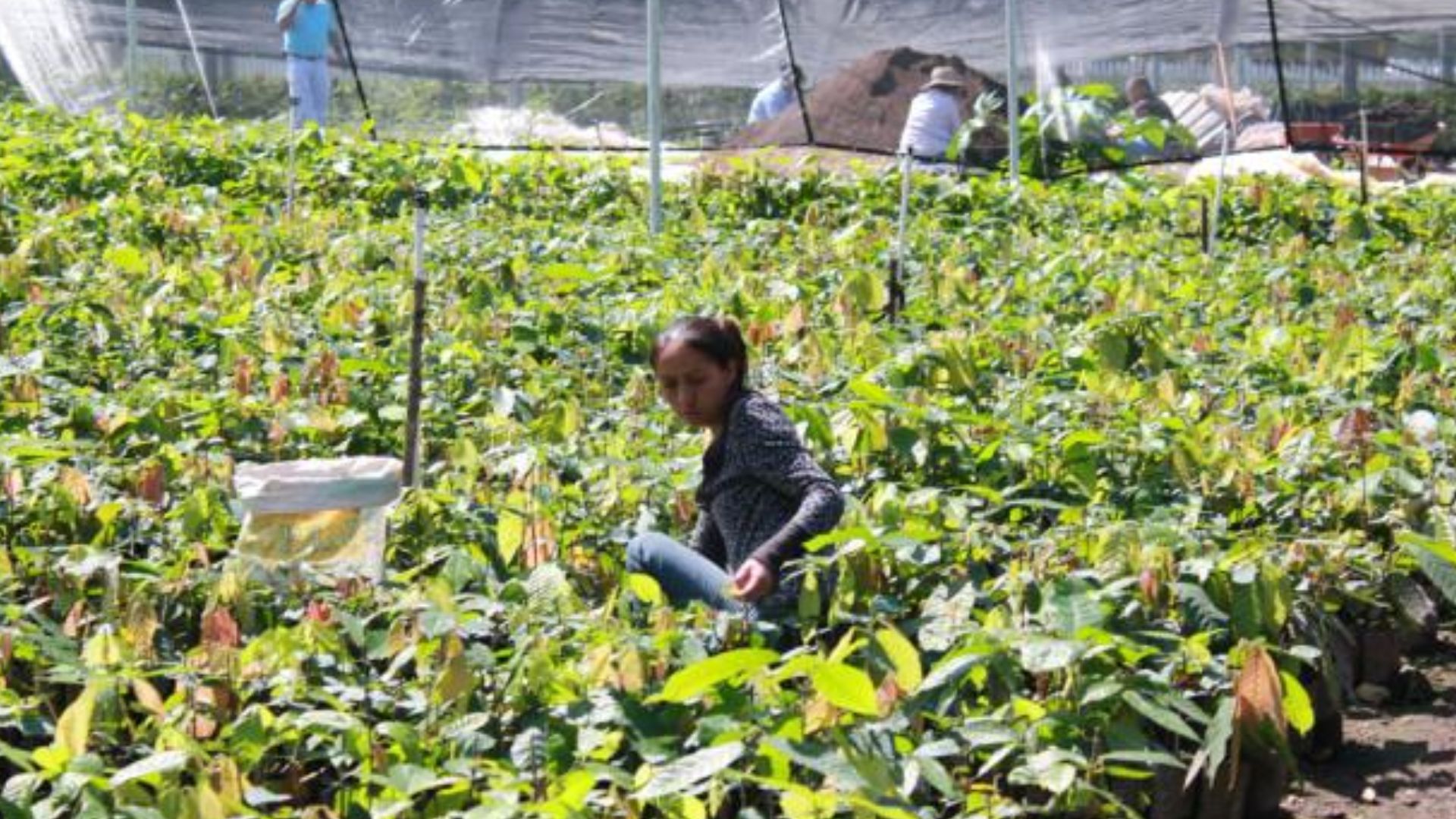Sector productivo cierra 2024 con pérdidas millonarias debido a las lluvias, según FENAGH