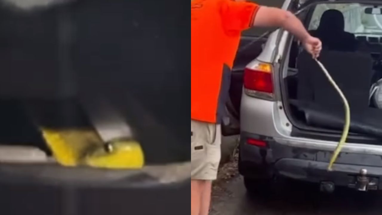 Mujer se lleva tremendo susto al aparecer una serpiente en el timón de su carro