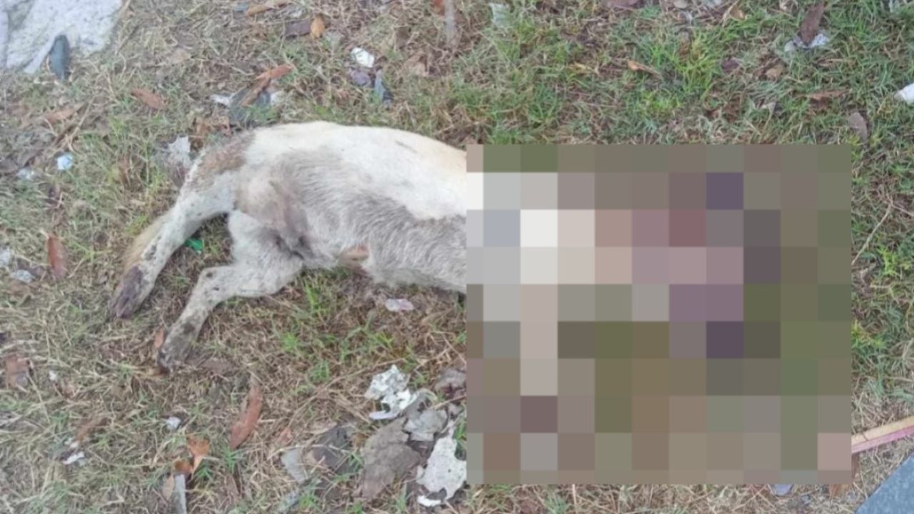Taquero rocía aceite hirviendo a perrito que solo le pedía comida y genera indignación