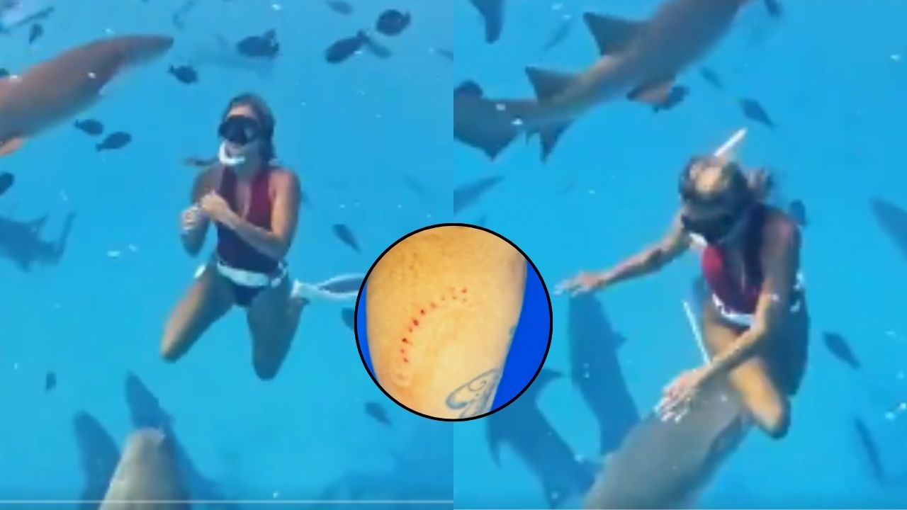 Vídeo expone como un tiburón mordió a mujer que nadaba entre su manada