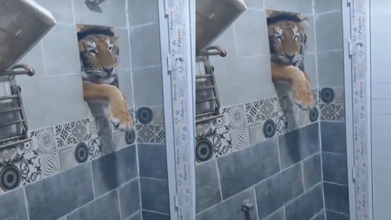 Vídeo: Usuario graba momento en que tigre se le aparece en baño de su casa