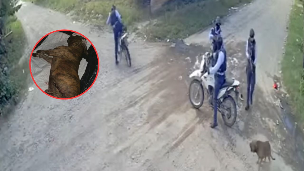 Esto reveló familia de Toby, el perro que murió tras disparo de policía en Choluteca