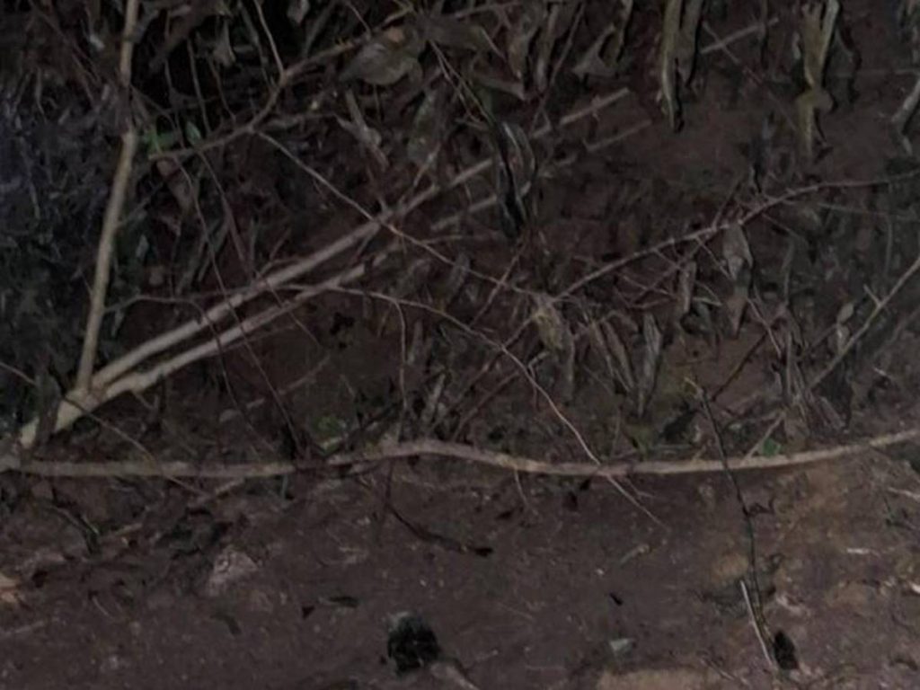 ramas de arbol en zona oscura