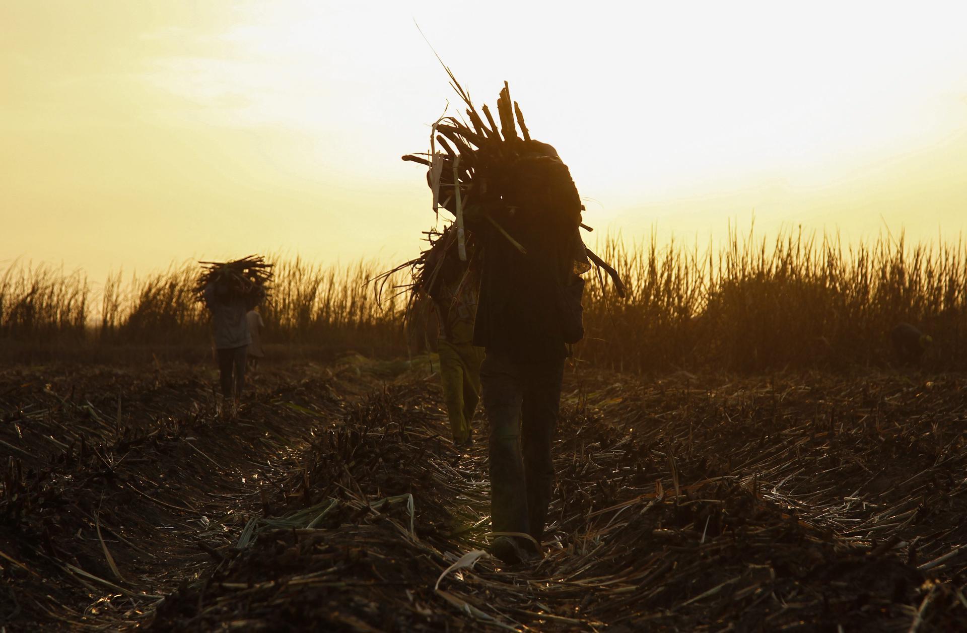 Los agricultores de países pobres tienen más impacto económico por las medidas climáticas