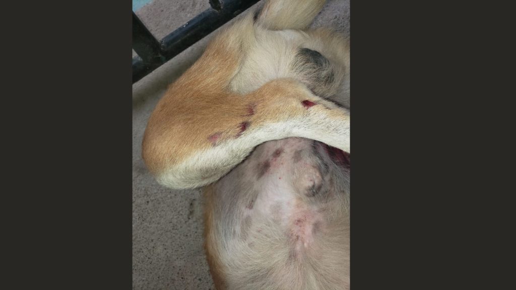 Imagen de cuerpo de nota