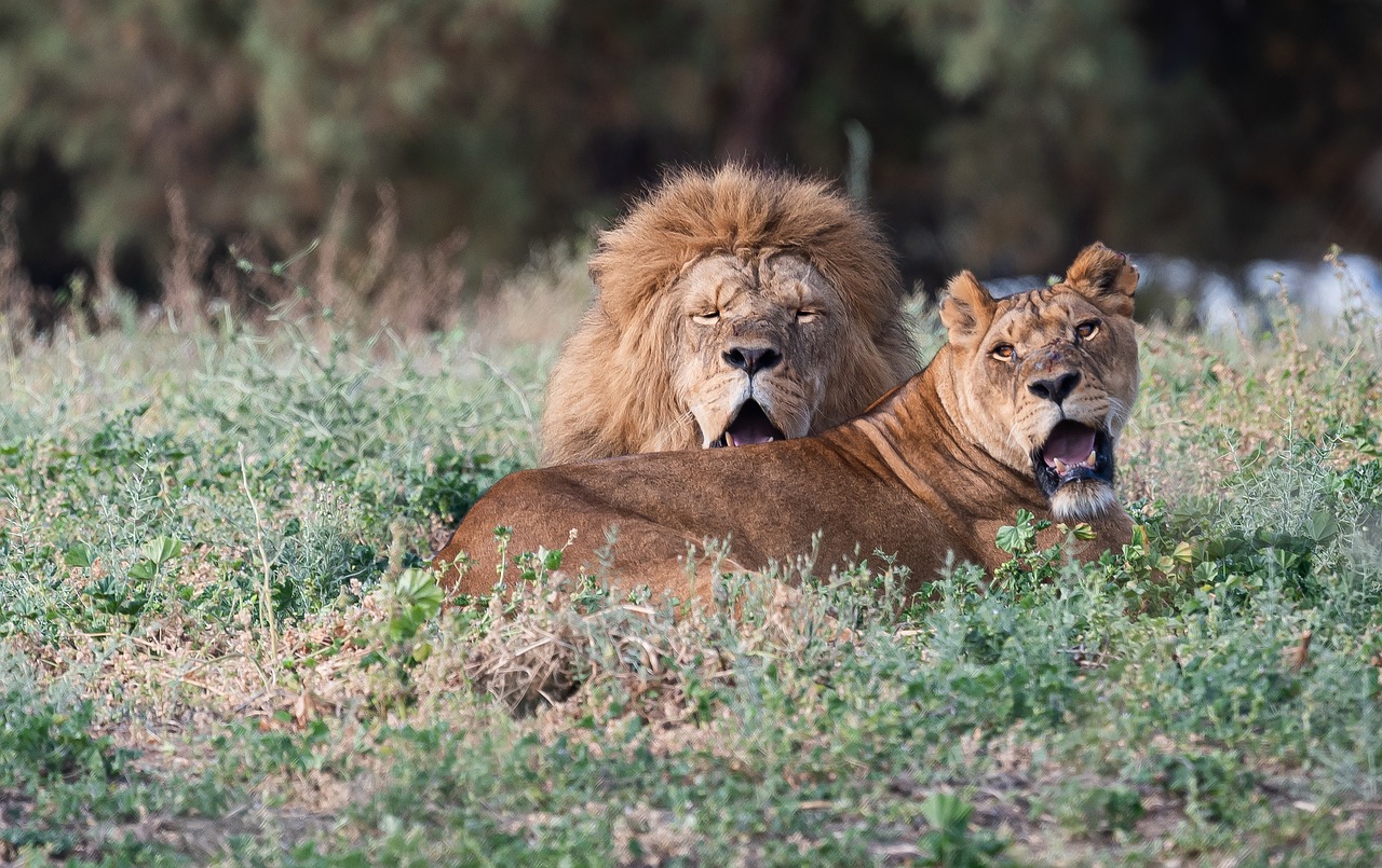Un niño sobrevive durante cinco días entre leones en un parque de Zimbabue