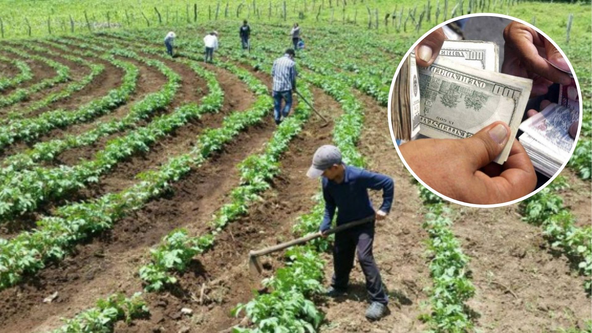 Economista pide fortalecer el sector agroexportador ante depreciación del lempira
